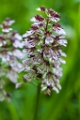 Purperorchis 2013 - 03
